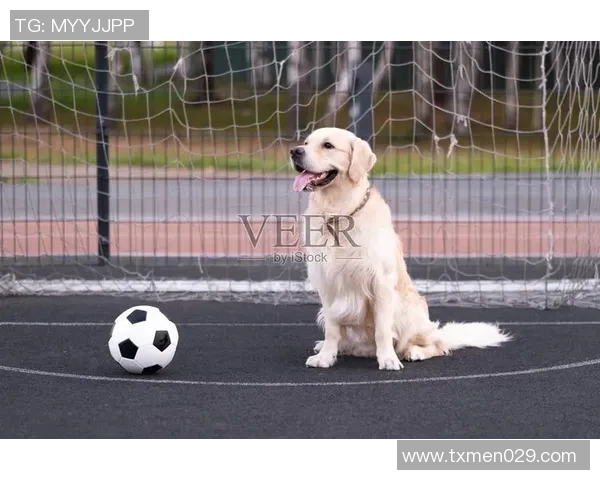 狗子足球明星盘点有哪些值得关注的球员和他们的精彩表现